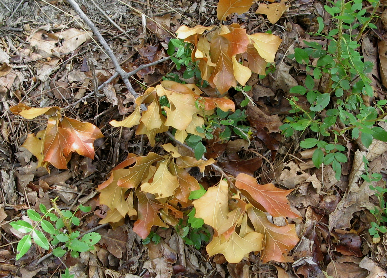Yellowed Leaves