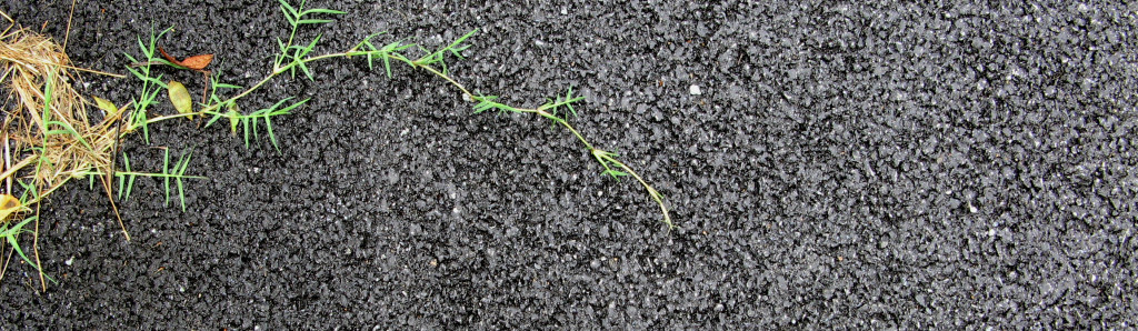 IMG_3253a Bermuda grass encroaching