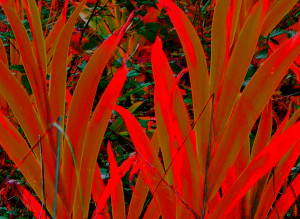 Iris leaves recolored red