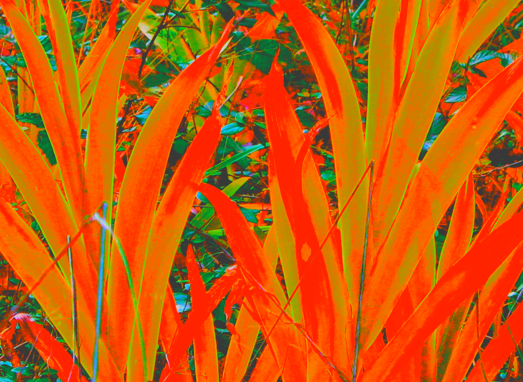 Iris leaves recolored orange