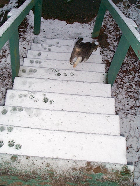 Cat on snowy stairs