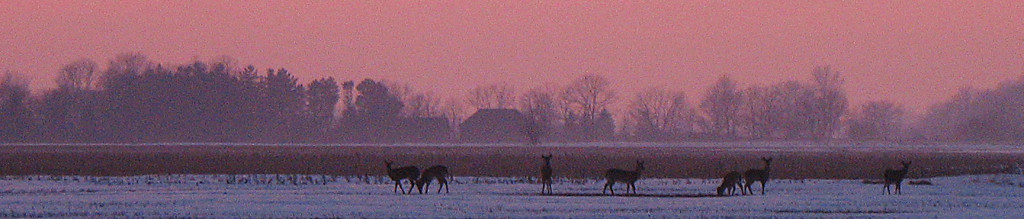 Winter sunset with deer