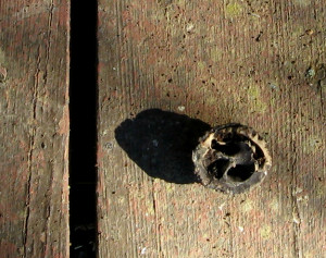 Found half-walnut shell