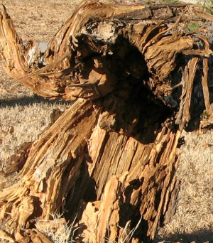 Cedar root or shamanic dancer