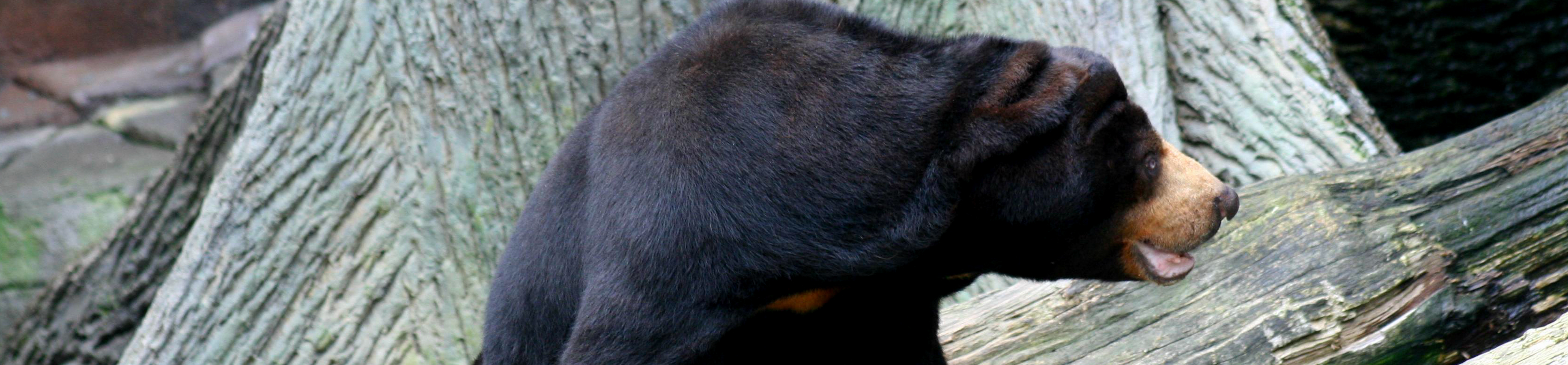 Black bear against gray background