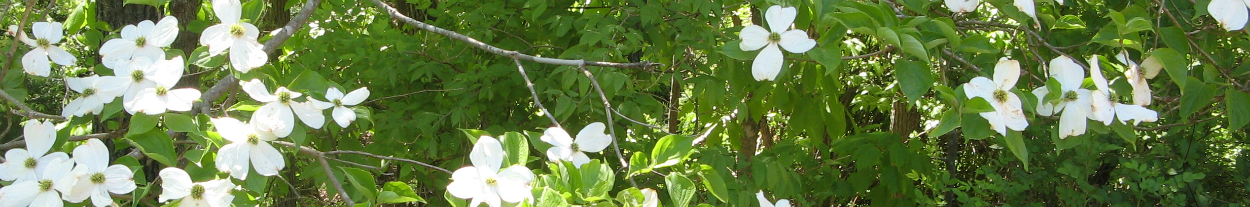 Spring dogwood blossoms