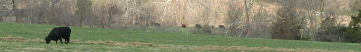 Bull grazing in pasture