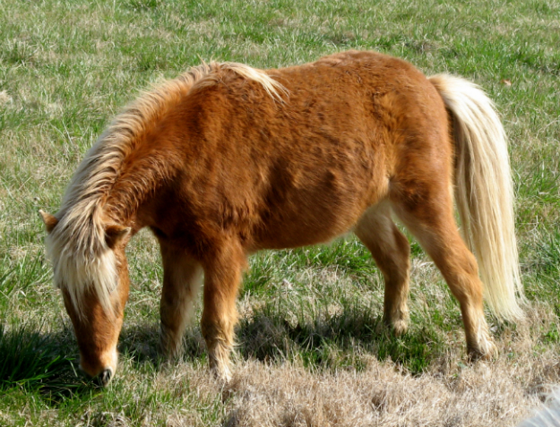 Pony grazing in a field