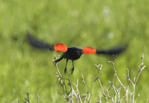 Redwing blackbird in flight