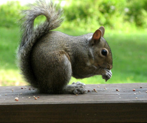 Gray squirrel eating